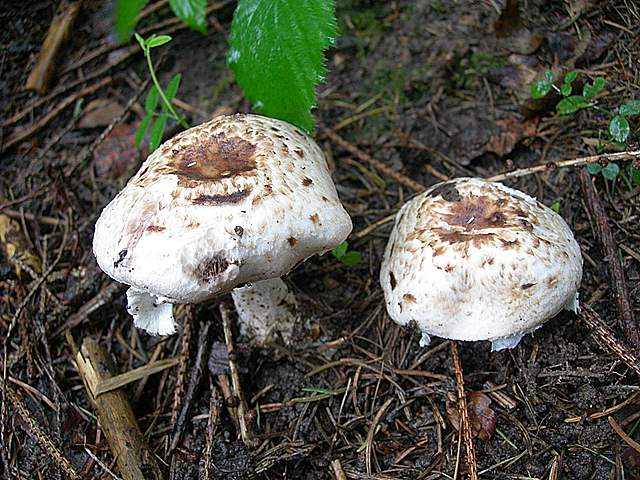 Agaricus impudicus   (Rea)  Pilt